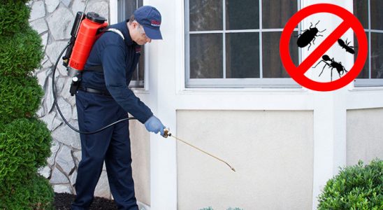 Alaplı Kene İlaçlama böcek ilaçlama ve haşere kontrolü — ilaclama-tr.com